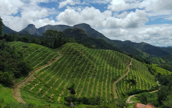 Laboratório a céu aberto: A regeneração por meio das Agroflorestas